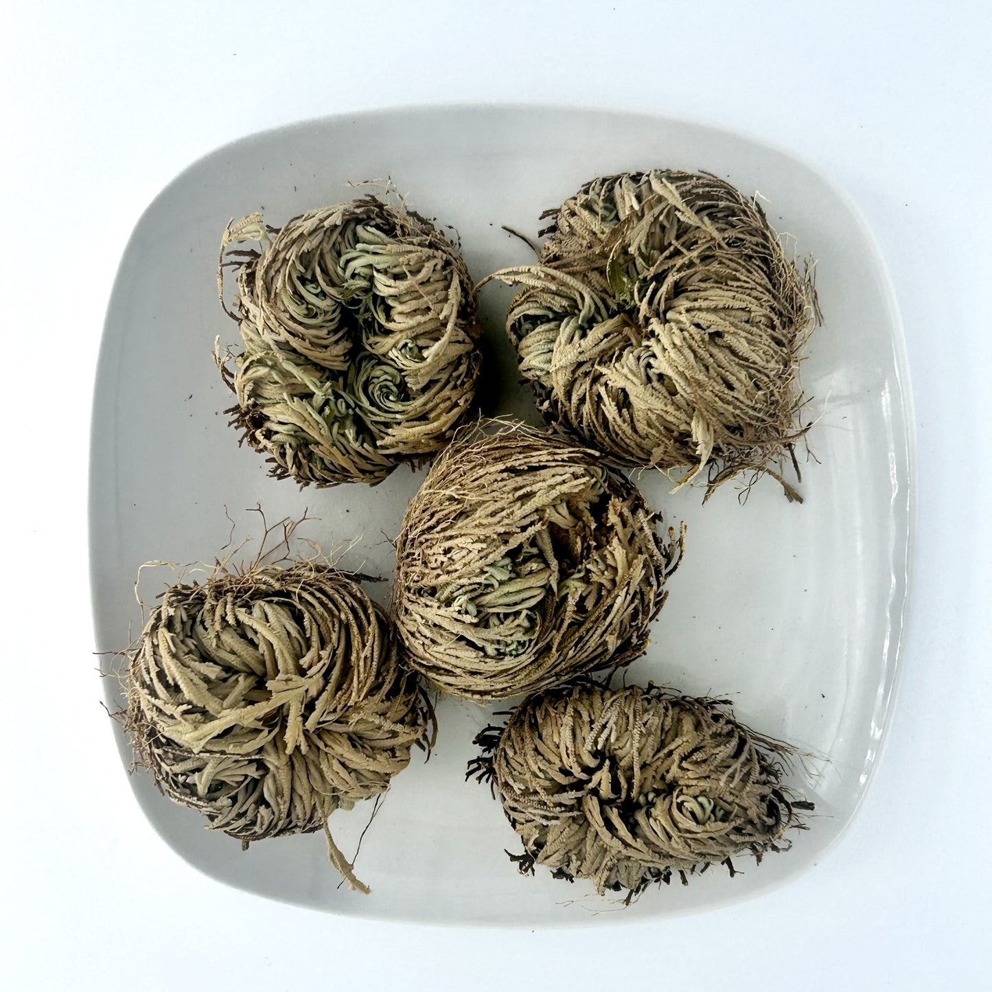 Rose of Jericho